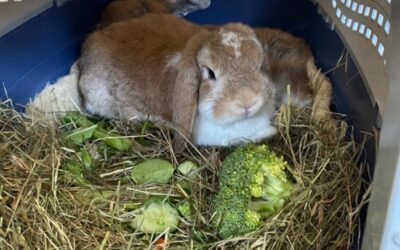 Zwergkaninchen zu Gast bei den Kängurus (2b)