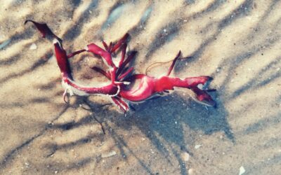 Fotoausstellung Natur & Umwelt 2023