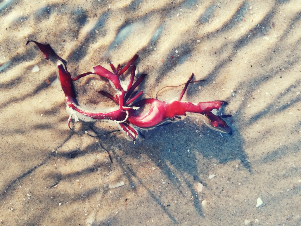 krea-grundschule-2020_Emma-W._10-Jahre_1-1030x773