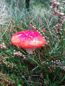 krea-grundschule-2020_Emma-W._10-Jahre_3-773x1030