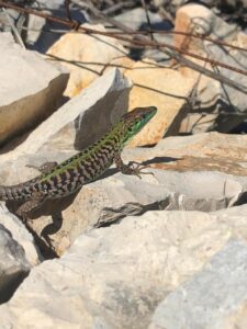 krea-grundschule-2021_Jack-H._11-Jahre_1