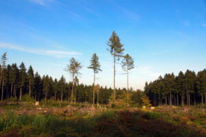 krea-grundschule-2021_Pauline-D._11-Jahre_1-1030x687