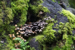 krea-grundschule-2021_Pauline-D._11-Jahre_2-1030x687