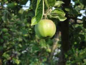 krea-grundschule-2021_Valentina-W._11-Jahre-1030x773