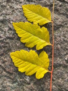 krea-grundschule-2022_Alexandra-V._7-Jahre_2-773x1030