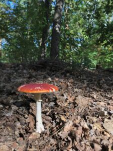 krea-grundschule-2023_Anni-D._7-Jahre_1-773x1030